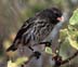 Small Ground Finch 