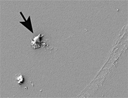 An SEM image of SiOS  showing several “smudges” of contamination 