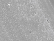 SEM image of Genesis sample 60236 imaged with the “in-lens” secondary detector