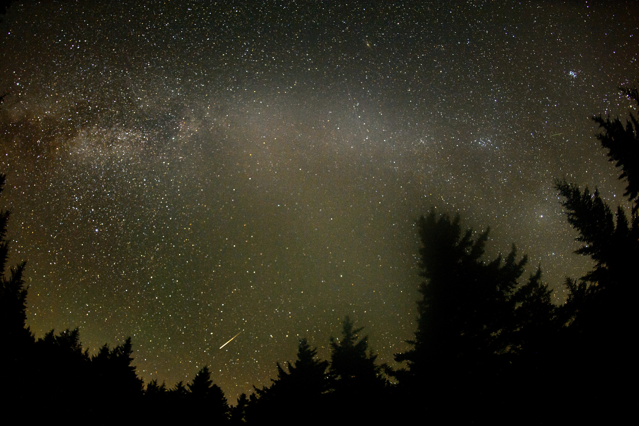 small streaking meteor in starry sky above trees