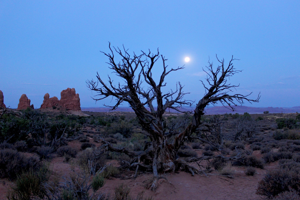 full moon over desert with dead tree