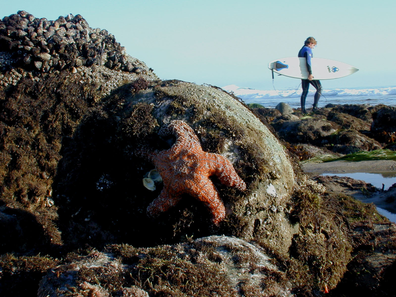 Estrella de mar en roca con surfista en el fondo.