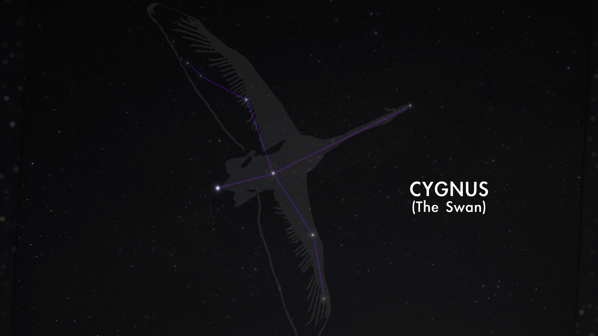 Cignus Constellation Art