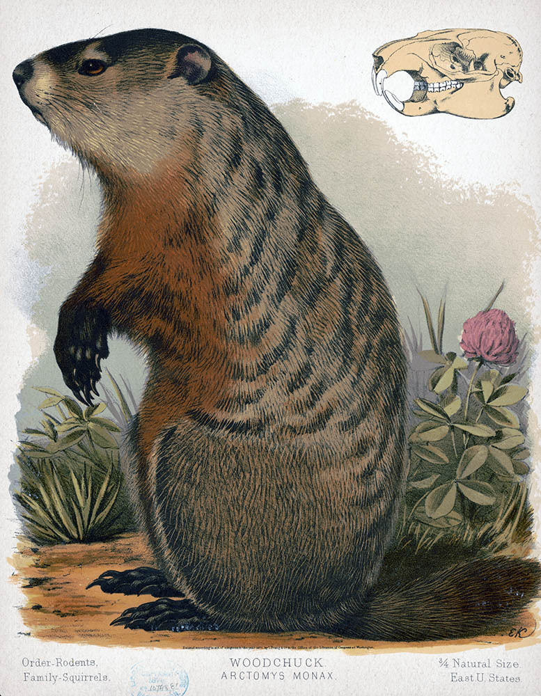 Artwork of a groundhog labeled woodchuck.
