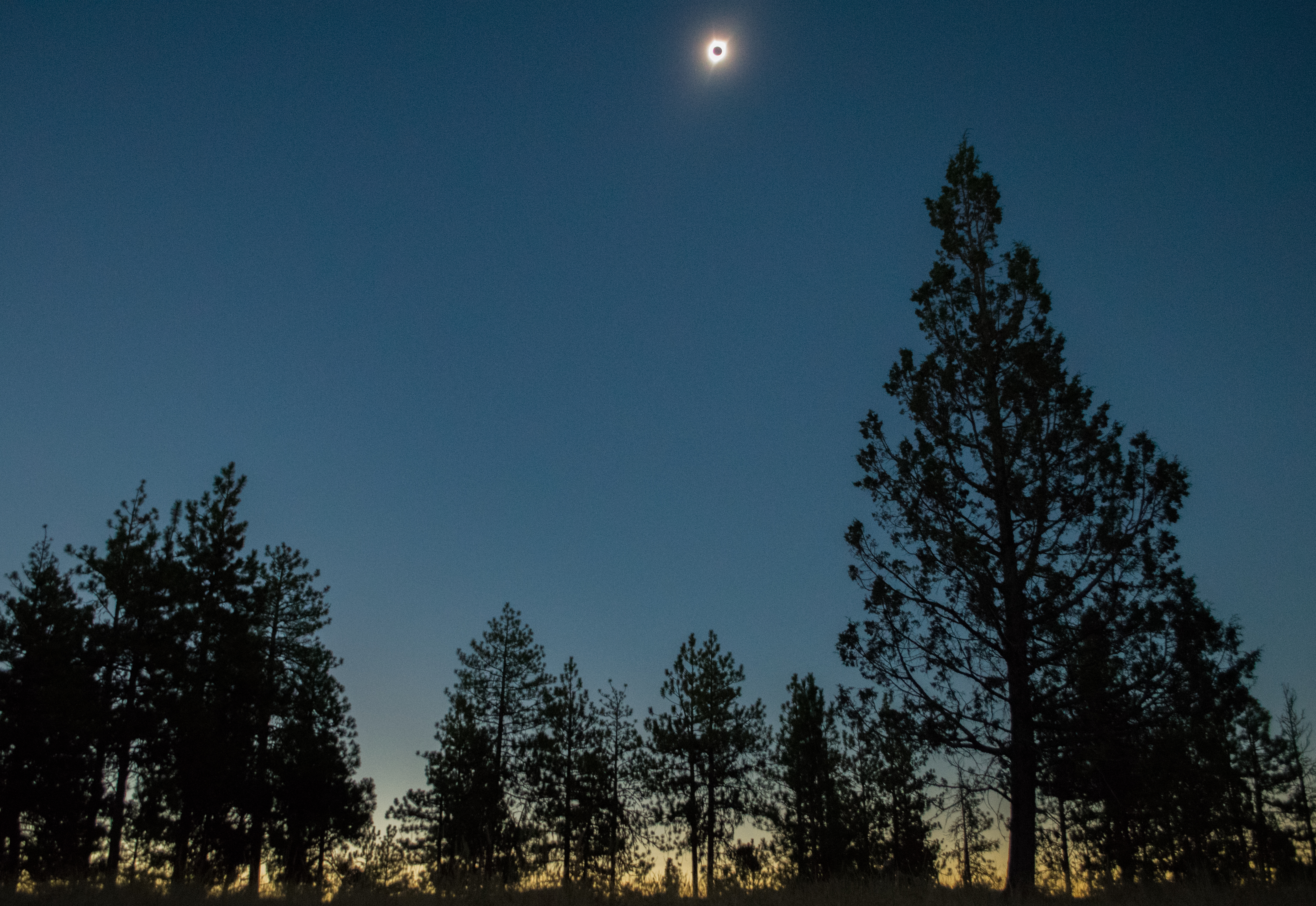 A group of trees, shown in black silhouette, line the bottom of the image. The sky fades from dark blue to light orange from the top to the bottom of the image. At the top, an annular eclipse, shown as a small black dot with a bright ring of white around it.