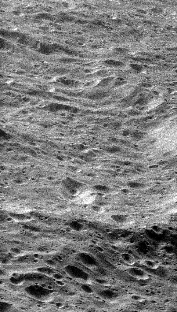 Close-up view of Rhea