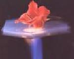 Flower on Aerogel Over Flame 