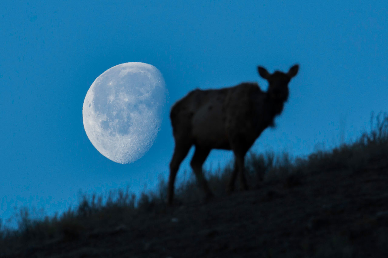 A setting moon and an elk at Mammoth Hot Springs in March 2015