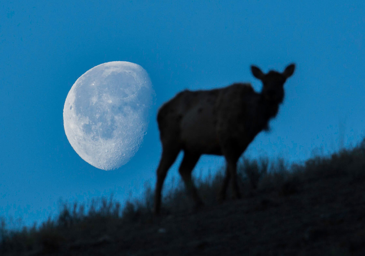 Image of the moon and an elk