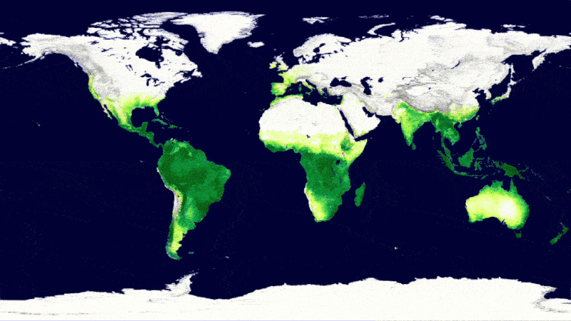 Animation showing changes in global vegetation over the course of a year